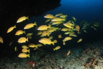 Fototapeta na wymiar Fish on coral reef. Snapper fish in Thailand 