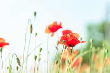 Field of  poppy flowers papaver rhoeas in spring