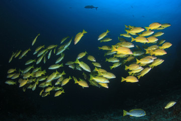 Fototapeta na wymiar Fish on coral reef. Snapper fish in Thailand 