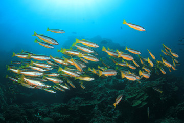 Fototapeta na wymiar Fish on coral reef. Snapper fish in Thailand 