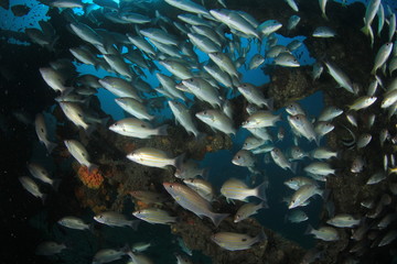 Fish on coral reef. Snapper fish in Thailand 