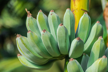 Green bananas growing  on a plant, with sunlight