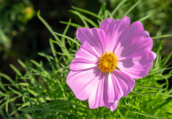 Obraz premium Pink flowers