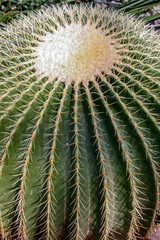 close up of a giant cactus