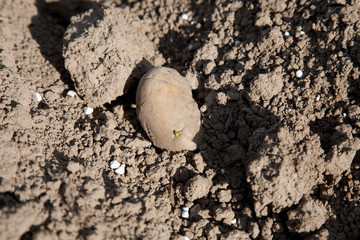 Kartoffelanbau - AGRARBILDER Bildagentur