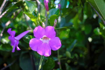 Fototapeta premium Purple flowers behind the green leaves. 