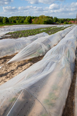 Kartoffelanbau - AGRARBILDER