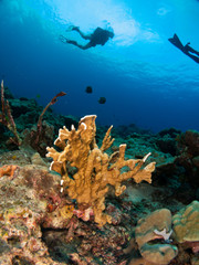 seabed with underwater life