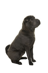 Sitting grey Shar Pei dog looking away isolated on white background