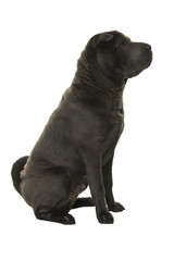 Naklejka premium Sitting grey Shar Pei dog looking away isolated on white background