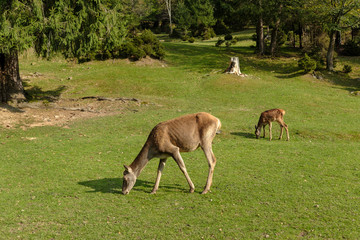 Fototapeta premium Two young deers grazing