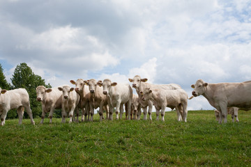 Fototapeta na wymiar Mutterkuhhaltung Charolais Rinder auf der Weide - AGRARMOTVE