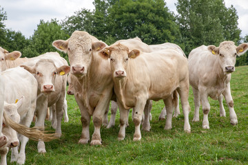 Mutterkuhhaltung Charolais Rinder auf der Weide - AGRARMOTVE