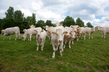 Mutterkuhhaltung Charolais Rinder auf der Weide - AGRARMOTVE