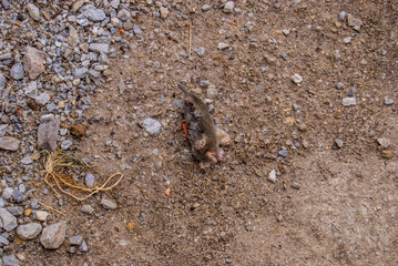 Common earth mole lying dead at earth beside garden.
