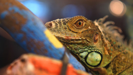 Fototapeta premium Closeup shoot of colorful lizardface with skin texture detail.