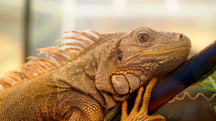 Fototapeta premium Closeup shoot of iguana face with skin texture detail.
