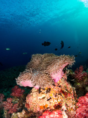 seabed with underwater life