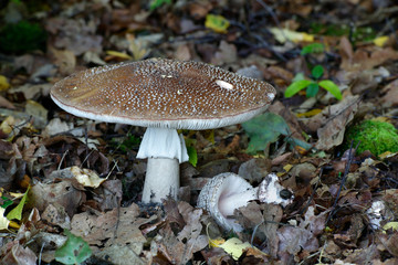 Amanita rubescens, blusher mushroom