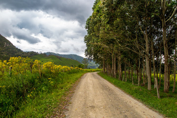 Fototapeta na wymiar Dirt road with trees and flowers on the sides and mountains in the background, cloudy sky, Urubici, Santa Catarina