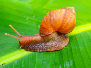 snail