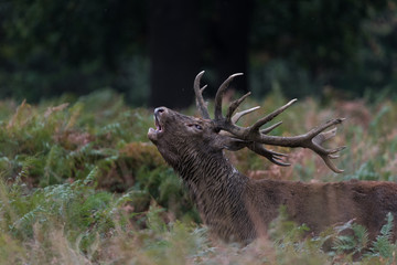 Red deer