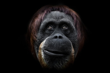 Face phlegmatic orangutan close-up © Mikhail Semenov