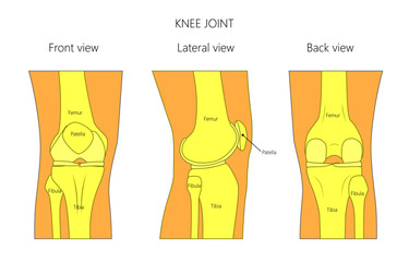 Vector illustration anatomy of a healthy human knee joint isolated on white background. Front, back and side or lateral view of the knee joint. For advertising and other medical publications