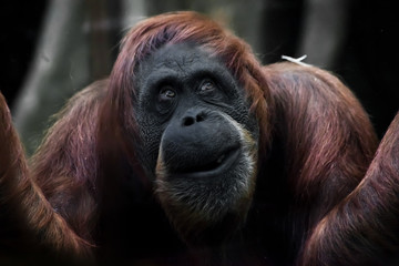 Face phlegmatic orangutan close-up