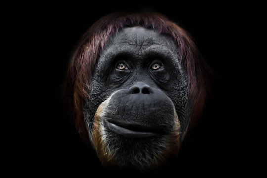 Face phlegmatic orangutan close-up