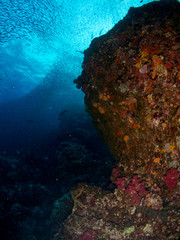 seabed with underwater life