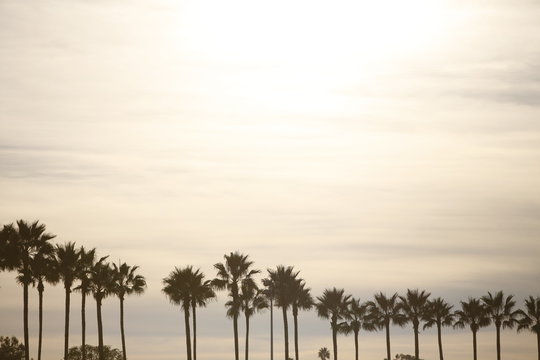 palmen Los Angeles Hafen