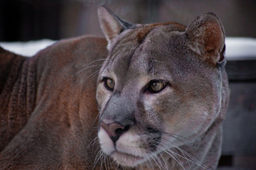 Muzzle of cougar close-up, glance back of a large predatory cat