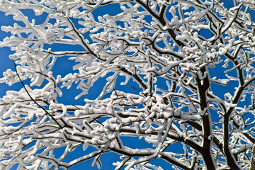 Tree branches covered with a thick layer of frost (snow) against the blue sky