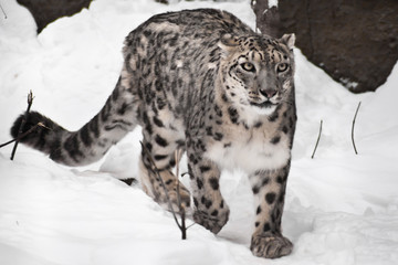Fototapeta na wymiar A snow leopard on the snow, a beast on a white background