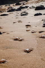 Fototapeta na wymiar Photograph of some jellyfish in the sand of a Menorca beach in winter.