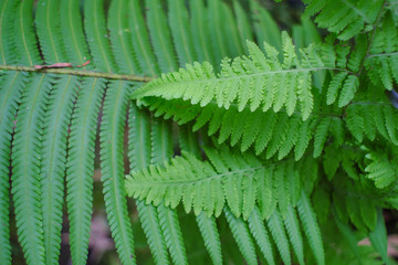 Leaves that grow taller and smaller.