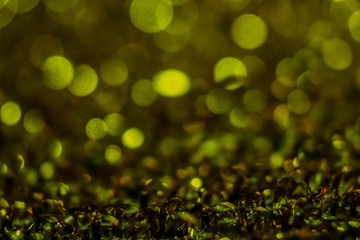 gold and white glitter abstract bokeh background Christmas