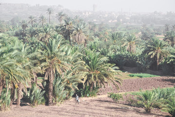 Marocco marrakesh palm tree plantation with a blurry background