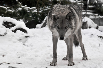 A wolf looks directly at you with its head down - a wolf's gaze, the figure of a predator expresses danger