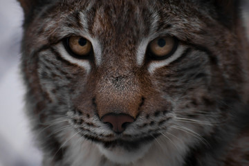 Fototapeta na wymiar Muzzle lynx close-up-big eyes