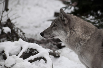 Fototapeta premium Head of a wolf in profile, close-up against the background of an abandoned wheel from a horse-drawn carriage