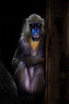 A beautiful madrill monkey with a blue face and golden hair sits modestly in the dark, her modest appearance