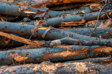 tree woodpile trunks in forest