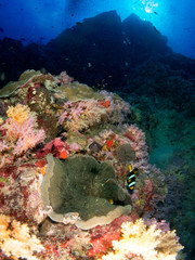 seabed with underwater life