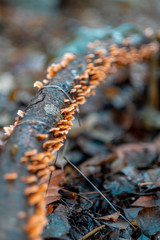 trunk with fungus and moss in autumn forest