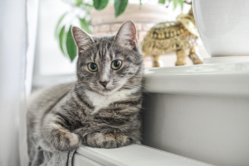 Cute grey cat with green eyes