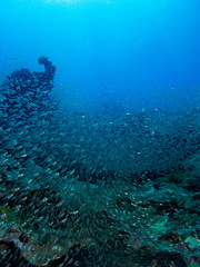 seabed with underwater life