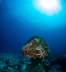 seabed with underwater life