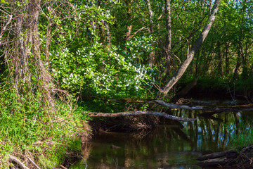 Obraz premium Small river in the forest in late spring